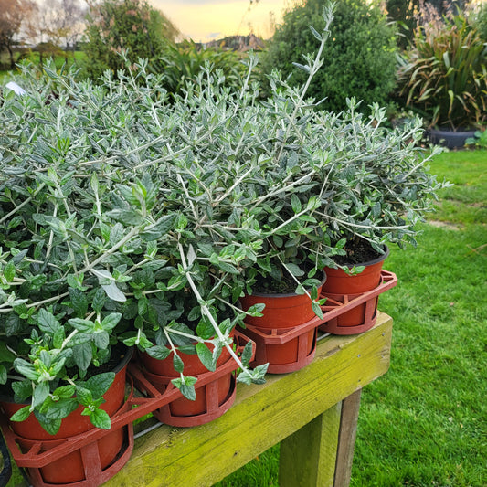 Teucrium fruticans