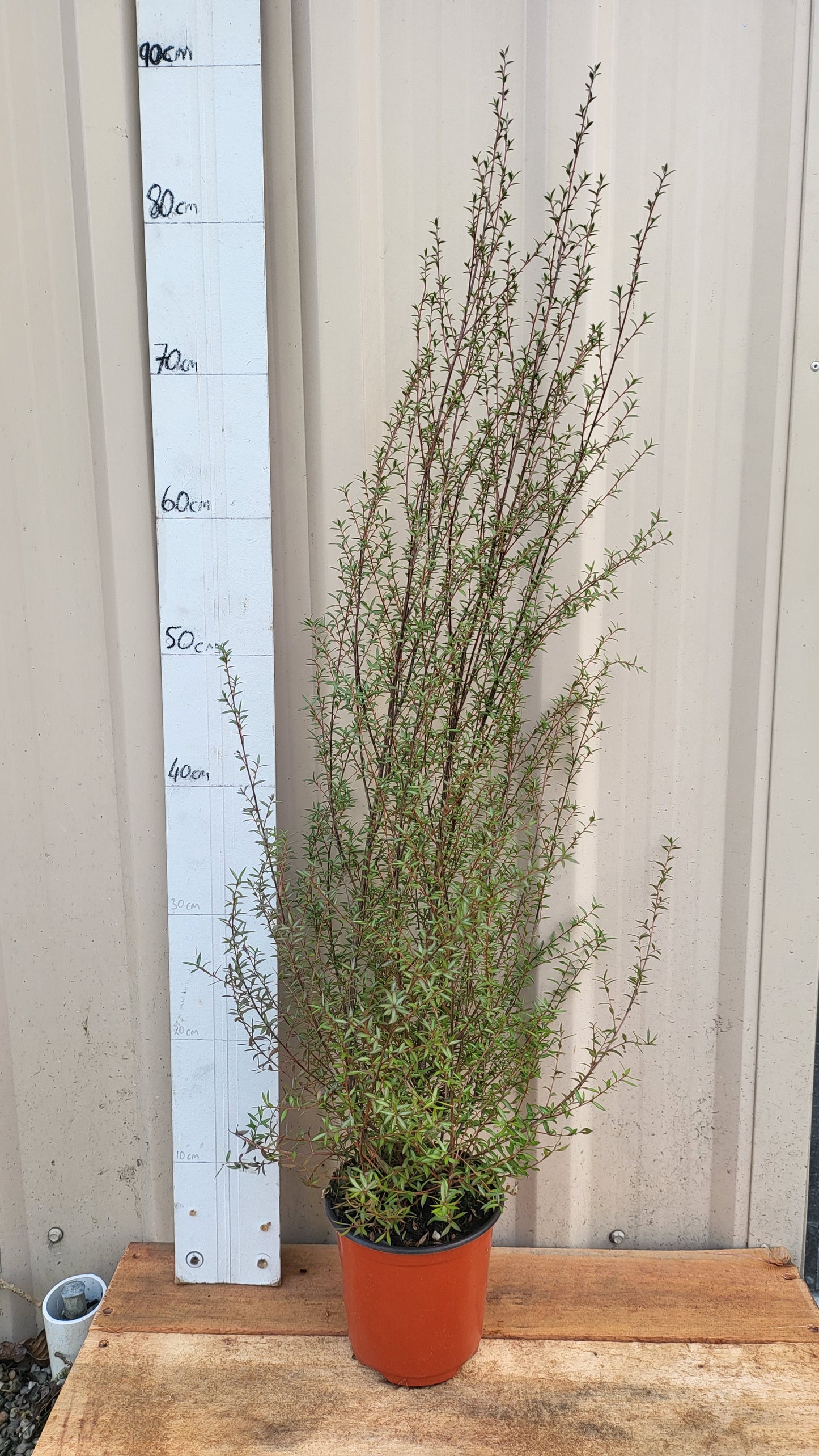 Leptospermum scoparium, mānuka