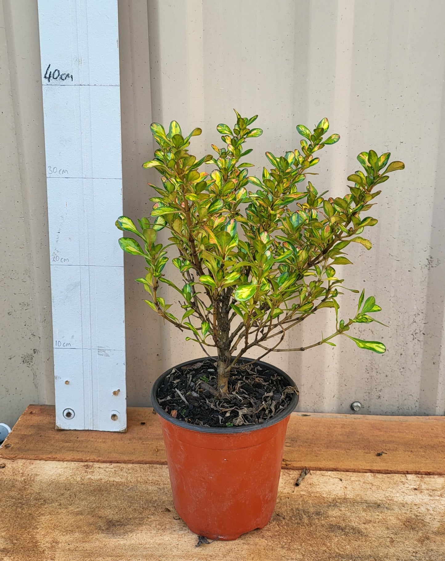 Coprosma 'lemon lime'