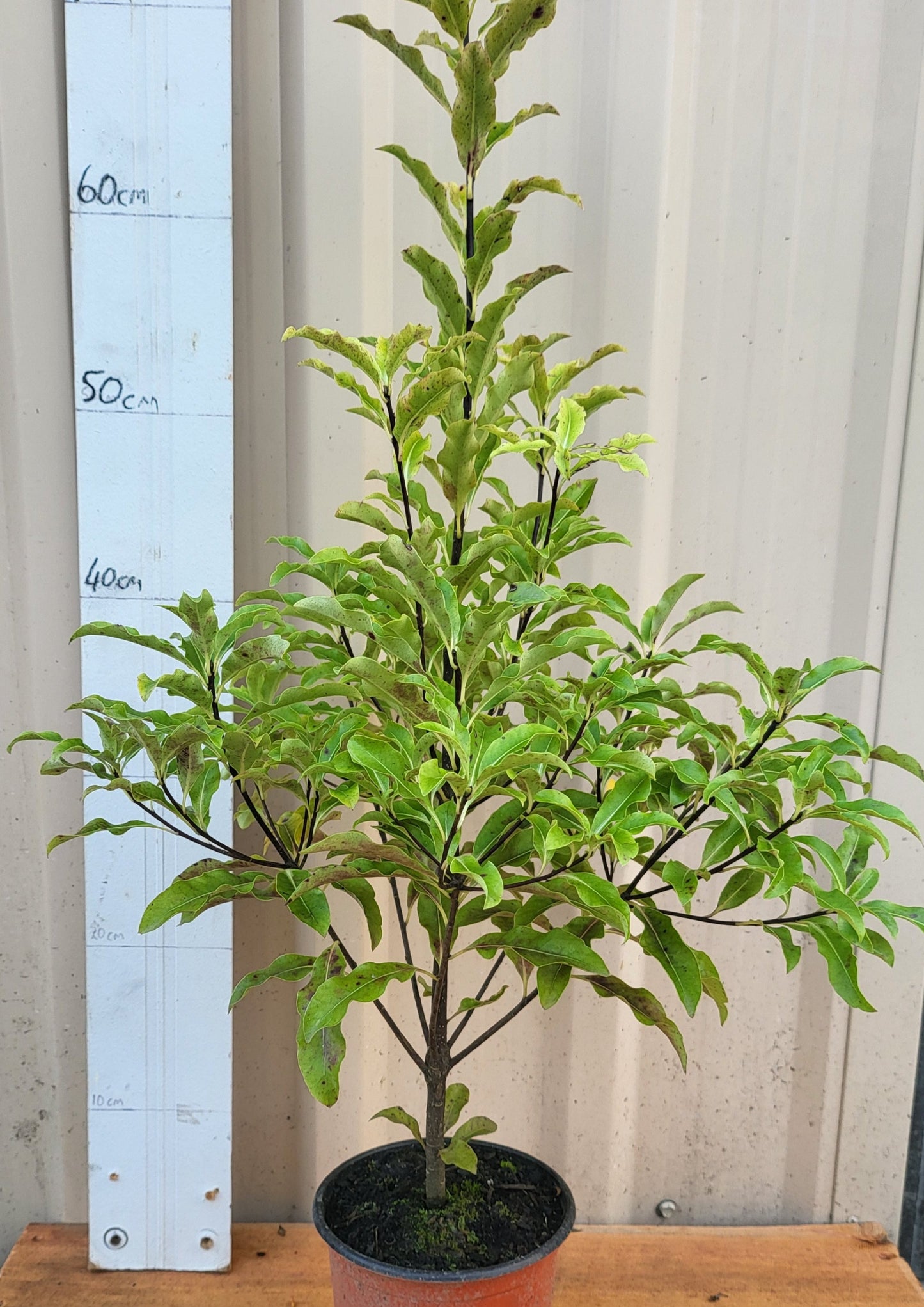 Pittosporum eugenioides 'Lemonwood'