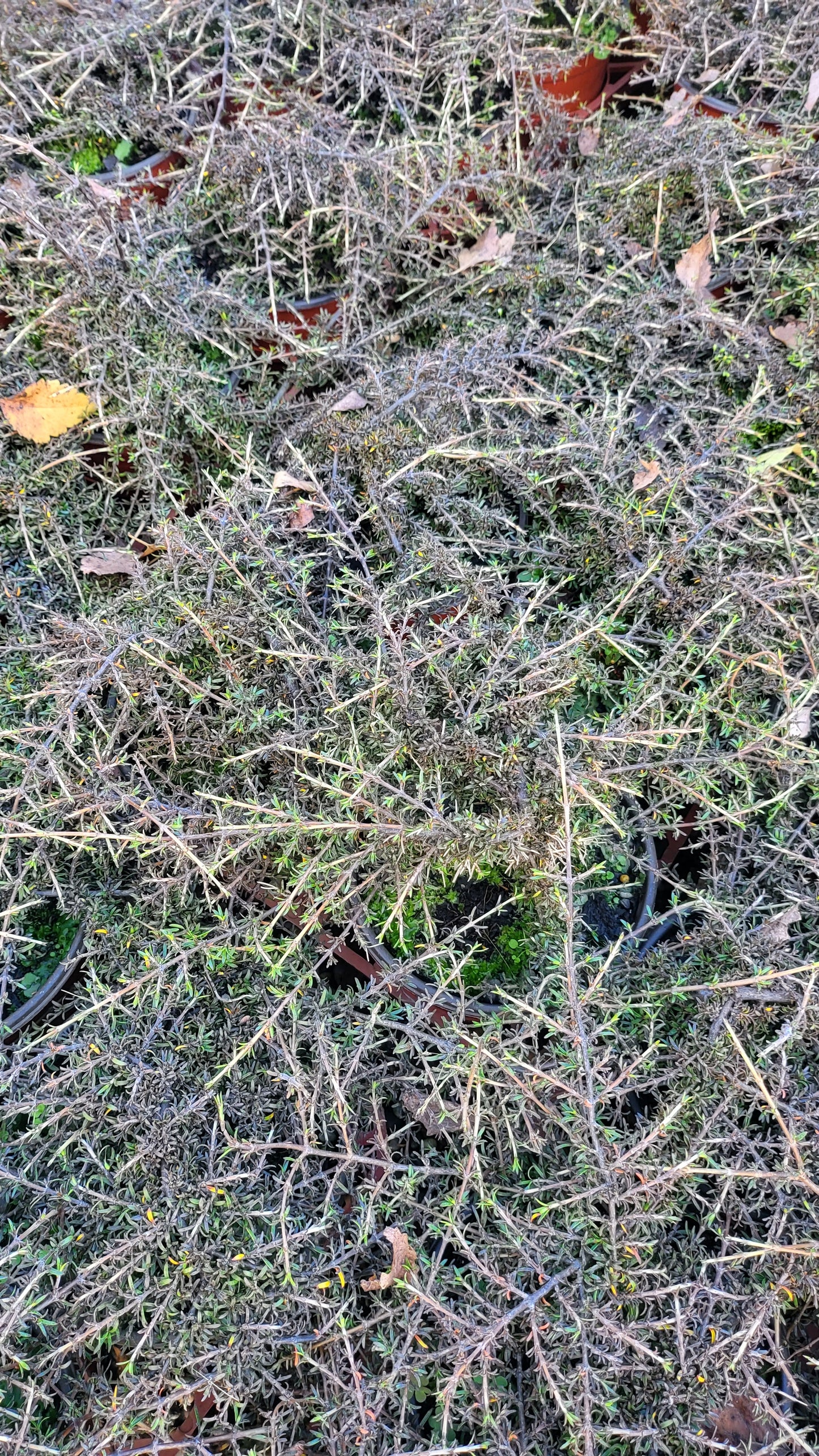 Coprosma 'Flat Freddy'