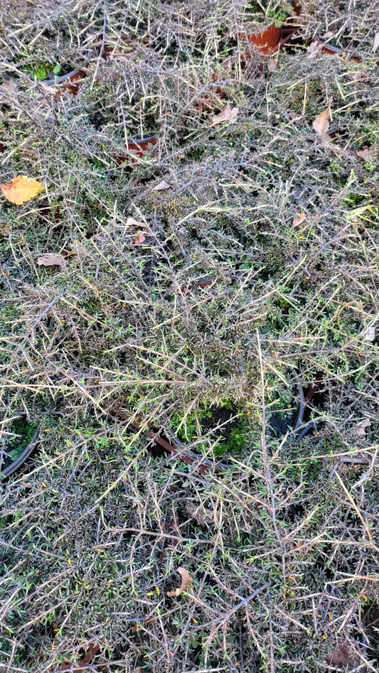 Coprosma 'Flat Freddy'