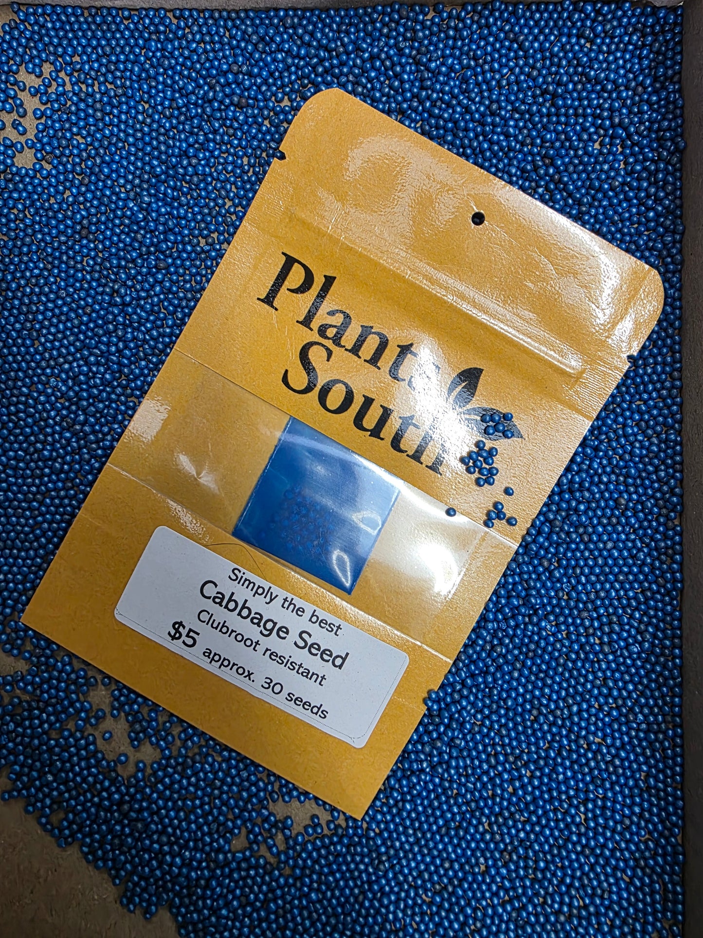 Simply the Best F1 Cabbage Clubroot Resistant