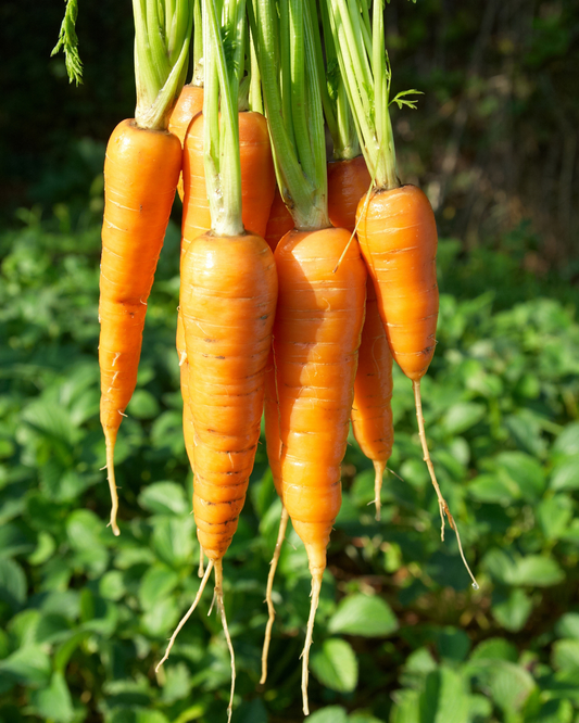Carrot Seed 'Sunset' Pelleted 500 seeds approx.