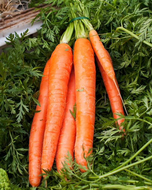 Carrot Seed 'Sunrise' Pelleted 400 seeds approx.