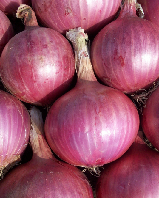 Red Onion - Pelleted seed