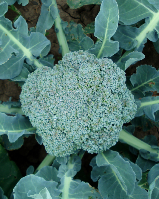 Simply the Best F1 Broccoli Clubroot Resistant