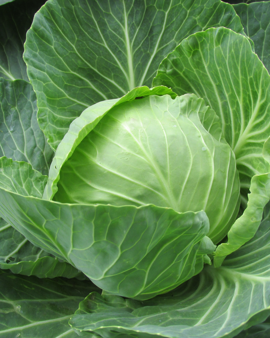 Simply the Best F1 Cabbage Clubroot Resistant