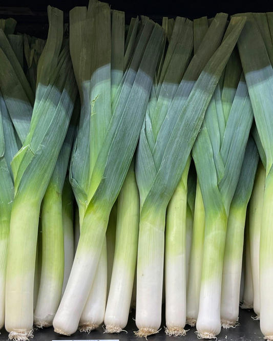 Leek Seed - Pelleted - Jumper F1 - NEW-