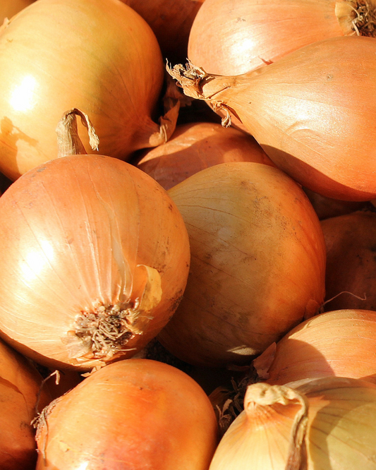 Onion - Pukekohe Long Keeper - Pelleted seed