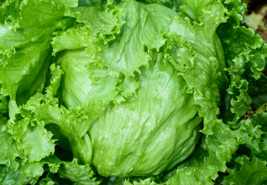 Lettuce Iceberg Seed Pelleted