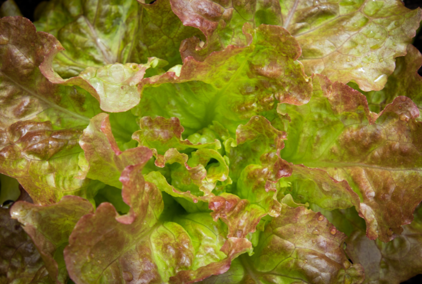 Lettuce Drunken Woman Seed Pelleted