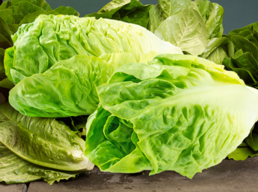Cos Lettuce Seed Pelleted