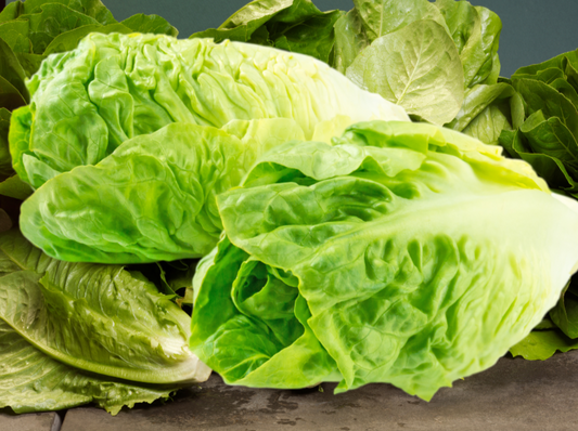 Cos Lettuce Seed Pelleted