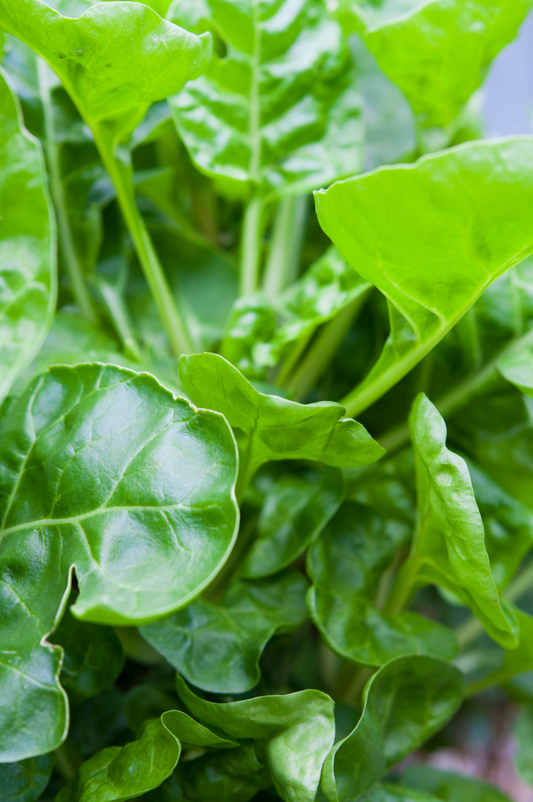 Spinach Perpetual Seed