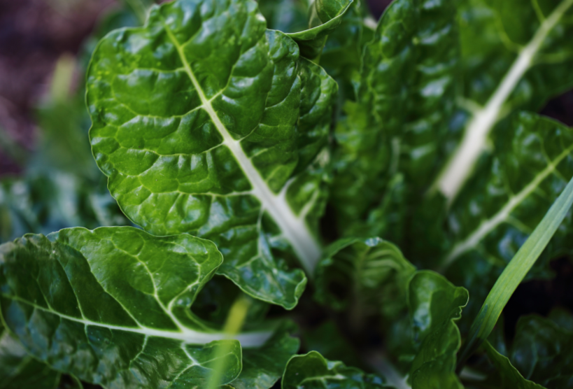 Silverbeet Fordhook Giant Seed