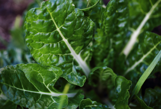 Silverbeet Fordhook Giant Seed