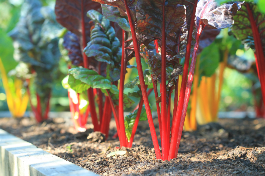 Silverbeet Brightlights Seed