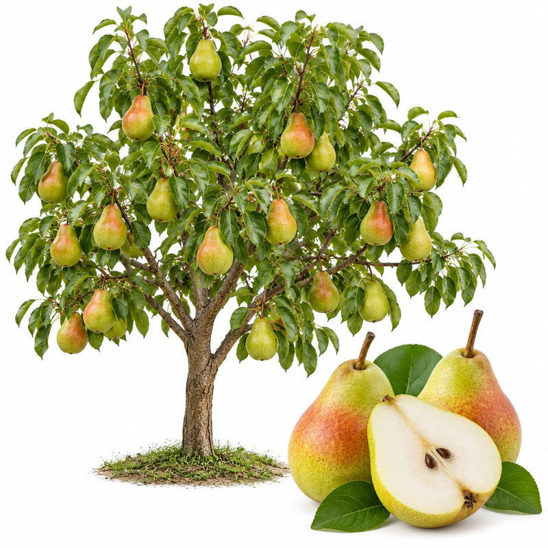Pear trees