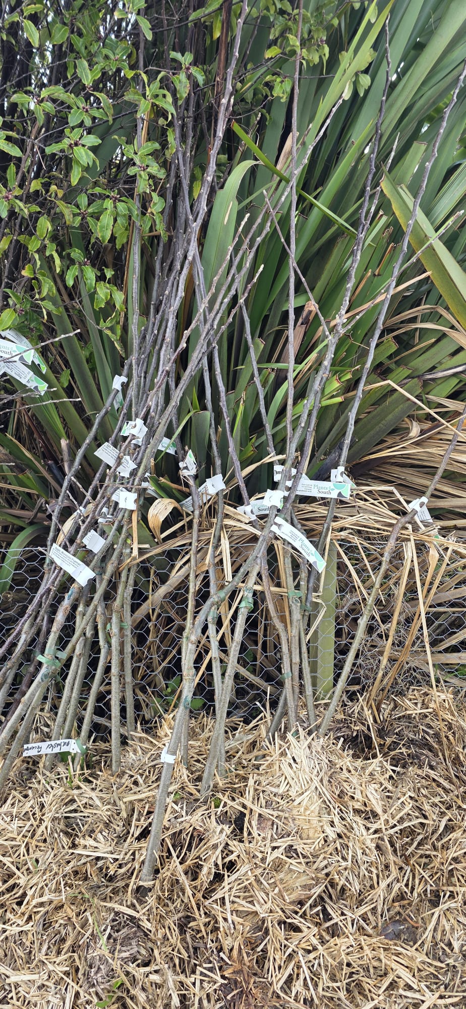 Bare-Rooted Fruit Trees