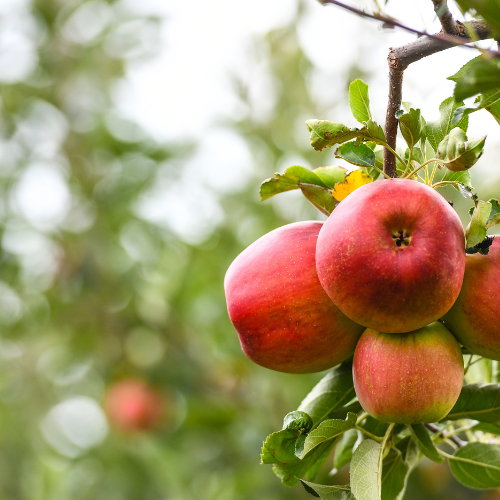 Fruit Trees