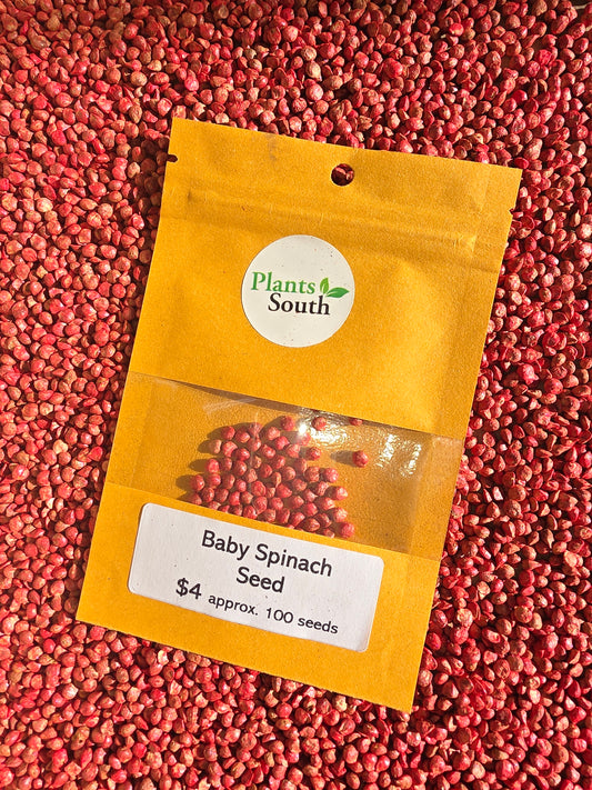 Baby Spinach Seed