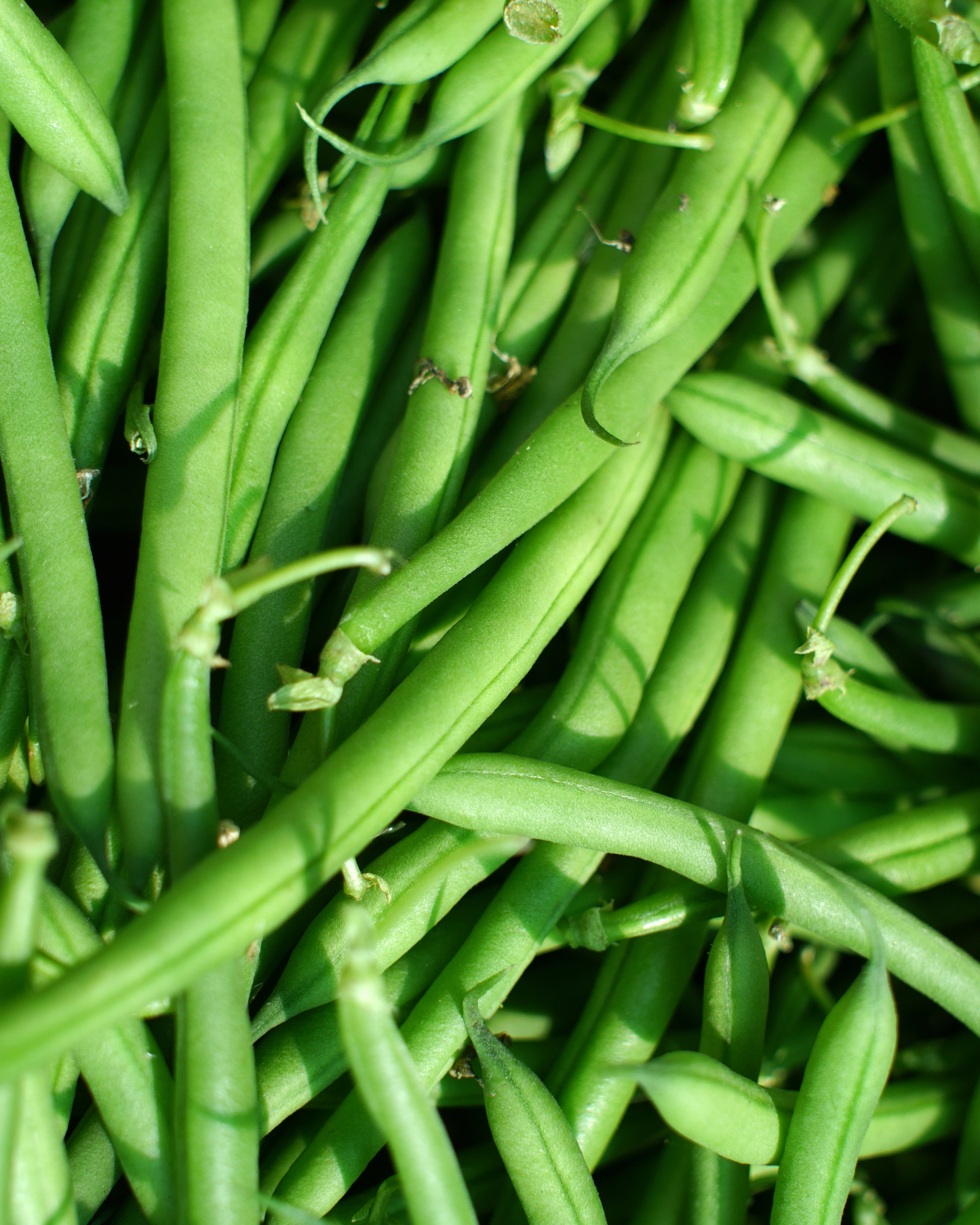 Cobra Climing Bean