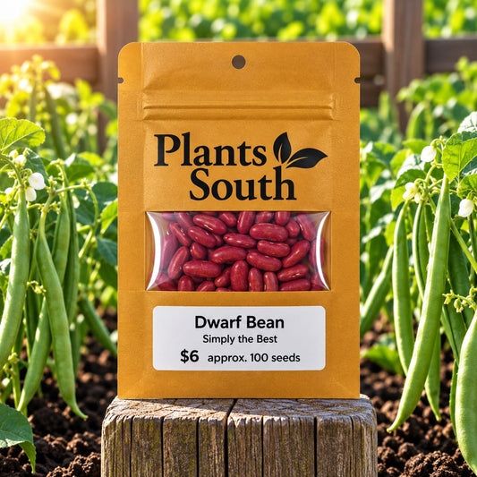 Dwarf Green Bean - Simply the best