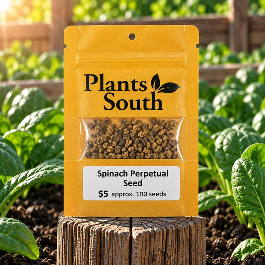 Spinach Perpetual Seed