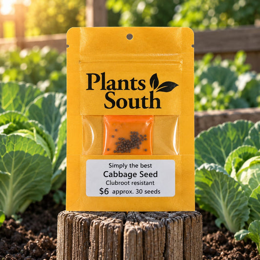 Simply the Best F1 Cabbage Clubroot Resistant