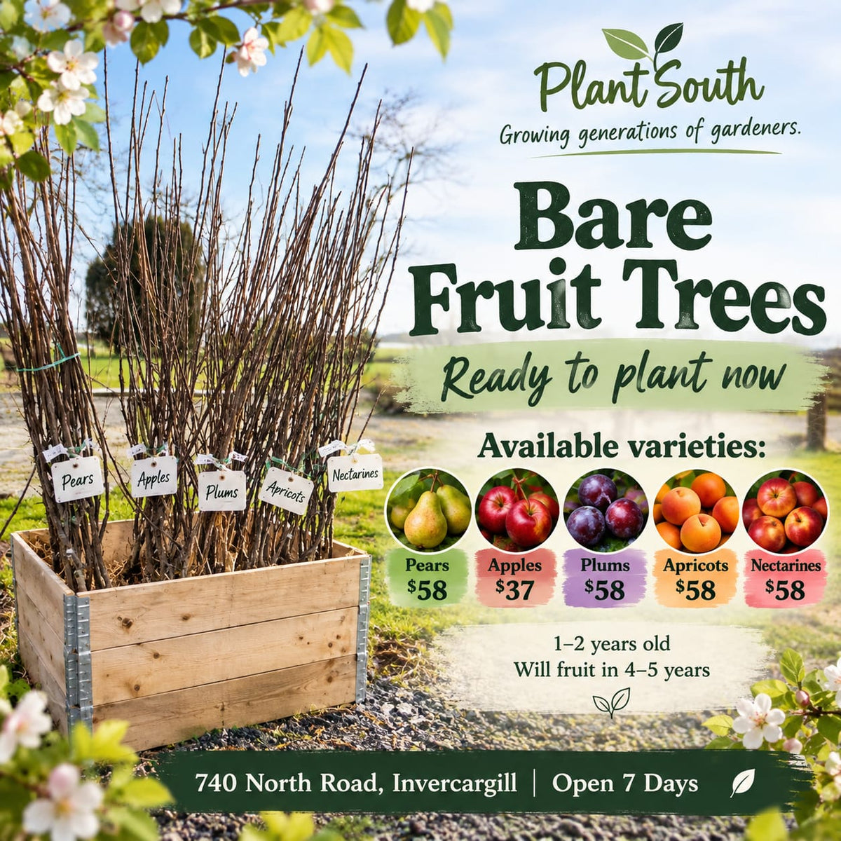 Bare-Rooted Fruit Trees