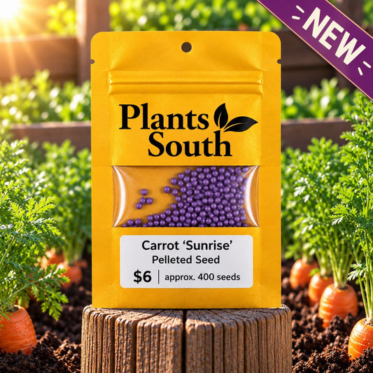 Carrot Seed 'Sunrise' Pelleted 400 seeds approx. Due back in-stock soon!
