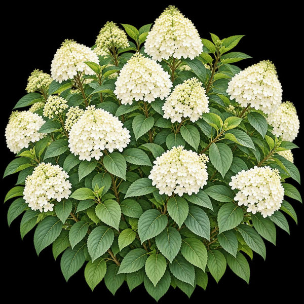 Shrubs