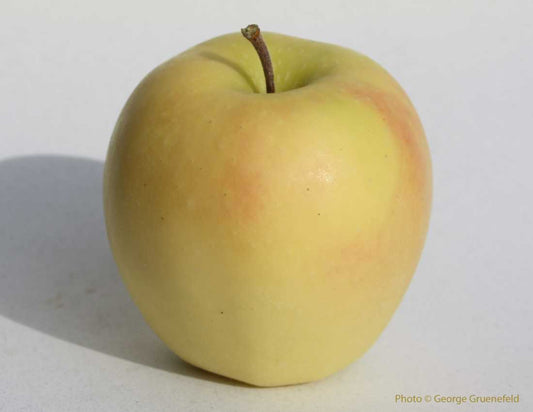 Golden Delicious