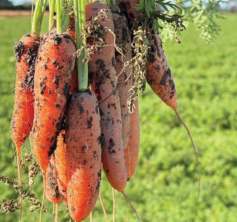 Carrot Seed 'Sunrise' Pelleted 400 seeds approx.