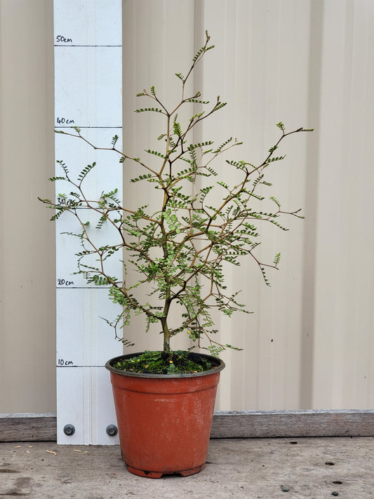 Sophora microphylla, South Island kōwhai