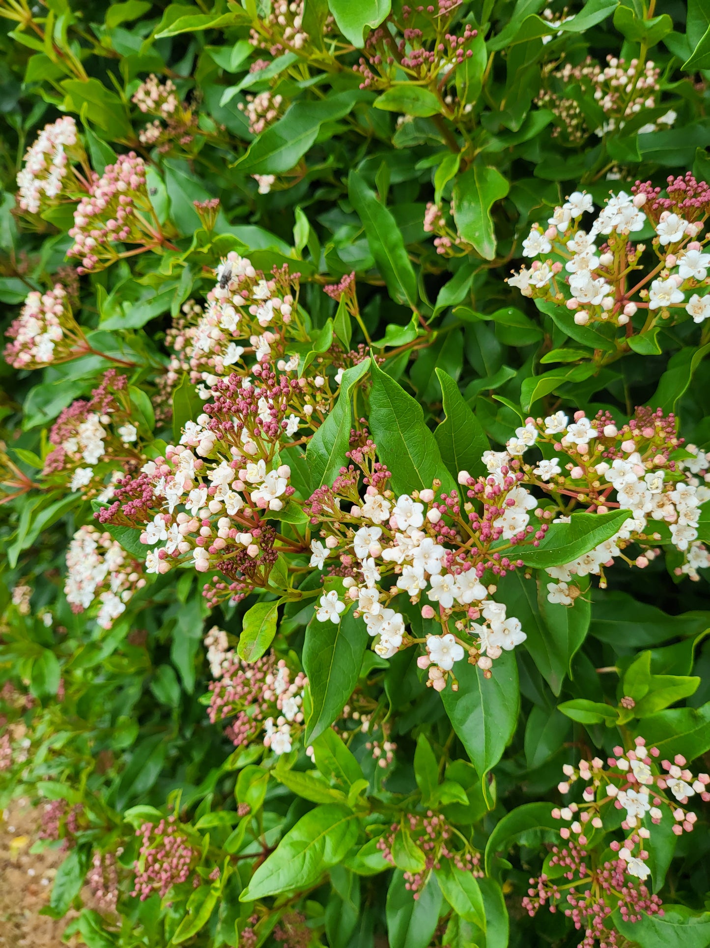 Viburnum tinus